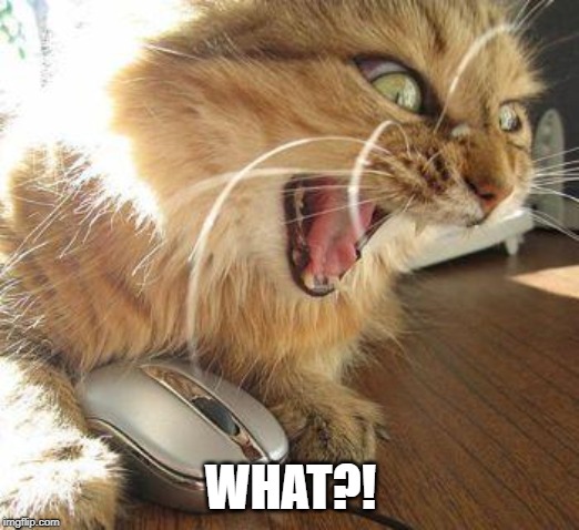 angry cat | WHAT?! | image tagged in angry cat | made w/ Imgflip meme maker