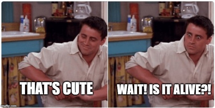 Joey from Friends | THAT'S CUTE WAIT! IS IT ALIVE?! | image tagged in joey from friends | made w/ Imgflip meme maker