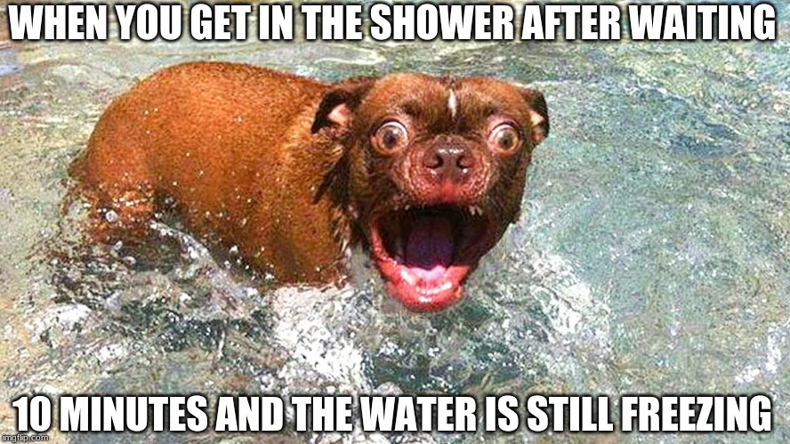 oof | WHEN YOU GET IN THE SHOWER AFTER WAITING; 10 MINUTES AND THE WATER IS STILL FREEZING | image tagged in funny memes,animals,funny animals,shower,water | made w/ Imgflip meme maker
