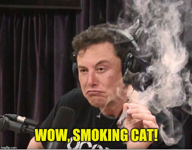 Elon Musk smoking a joint | WOW, SMOKING CAT! | image tagged in elon musk smoking a joint | made w/ Imgflip meme maker