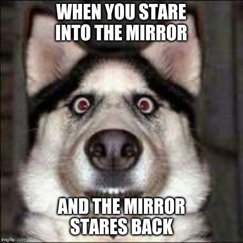 bruh. | WHEN YOU STARE INTO THE MIRROR; AND THE MIRROR STARES BACK | image tagged in funny,so true memes,animals,funny animals | made w/ Imgflip meme maker