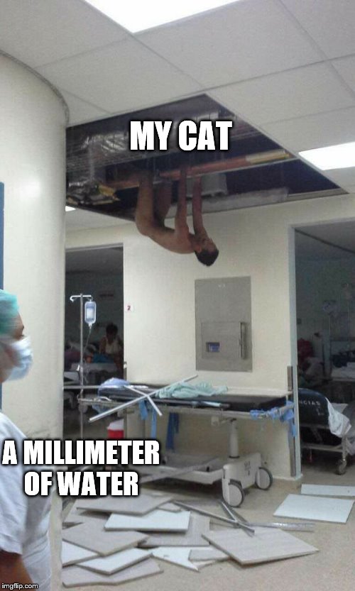 PCP is a helluva drug | MY CAT; A MILLIMETER OF WATER | image tagged in pcp is a helluva drug | made w/ Imgflip meme maker