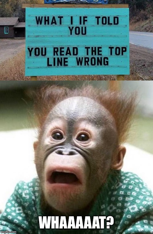WHAAAAAT? | image tagged in shocked monkey,funny,sign,shocked,lol so funny | made w/ Imgflip meme maker