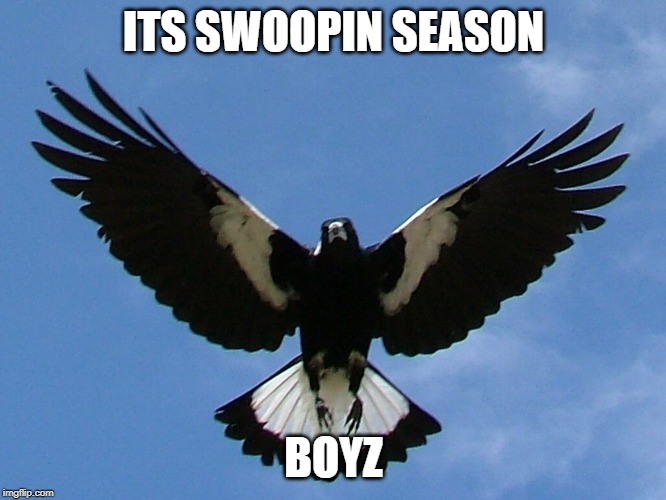 maggie magpie | ITS SWOOPIN SEASON; BOYZ | image tagged in maggie magpie | made w/ Imgflip meme maker