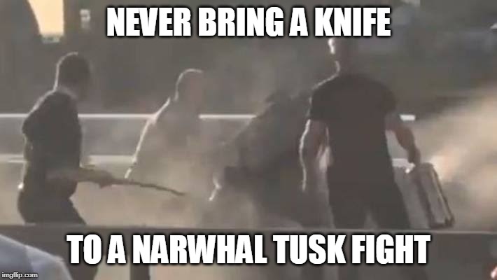 Narwhal | NEVER BRING A KNIFE; TO A NARWHAL TUSK FIGHT | image tagged in london,london bridge,funny,hilarious,dark,dark humor | made w/ Imgflip meme maker
