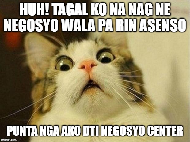 Scared Cat Meme | HUH! TAGAL KO NA NAG NE NEGOSYO WALA PA RIN ASENSO; PUNTA NGA AKO DTI NEGOSYO CENTER | image tagged in memes,scared cat | made w/ Imgflip meme maker