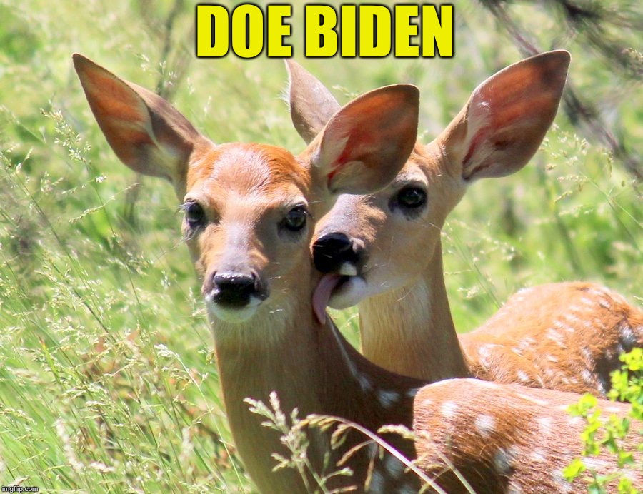 Doe Biden | DOE BIDEN | image tagged in doe biden,ConservativeMemes | made w/ Imgflip meme maker
