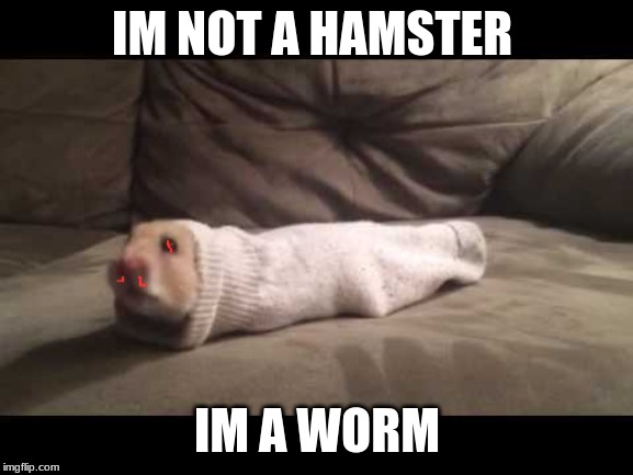 hamster worm | IM NOT A HAMSTER; IM A WORM | image tagged in can of worms,hamster in a sock | made w/ Imgflip meme maker