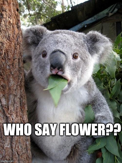 Surprised Koala Meme | WHO SAY FLOWER?? | image tagged in memes,surprised koala | made w/ Imgflip meme maker