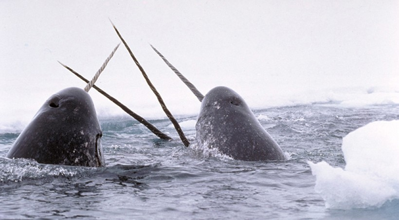 High Quality Narwhal meeting Blank Meme Template