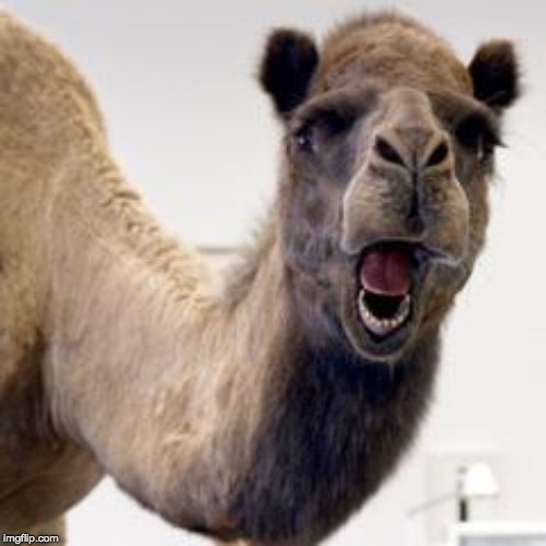 Camel | image tagged in camel | made w/ Imgflip meme maker