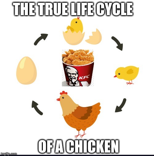 the truth about chickens | image tagged in funny meme,the truth,you can't handle the truth | made w/ Imgflip meme maker