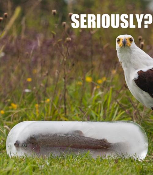 image tagged in funny