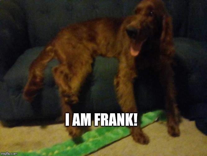 Derp | I AM FRANK! | image tagged in derpx derpy | made w/ Imgflip meme maker