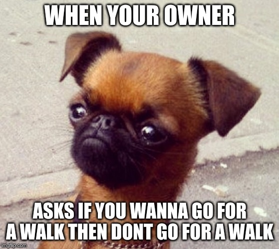 Crumpet | WHEN YOUR OWNER; ASKS IF YOU WANNA GO FOR A WALK THEN DONT GO FOR A WALK | image tagged in crumpet | made w/ Imgflip meme maker