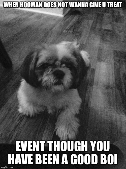 WHEN HOOMAN DOES NOT WANNA GIVE U TREAT; EVENT THOUGH YOU HAVE BEEN A GOOD BOI | image tagged in good boy | made w/ Imgflip meme maker