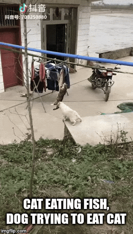 CAT EATING FISH, DOG TRYING TO EAT CAT | image tagged in gifs | made w/ Imgflip video-to-gif maker