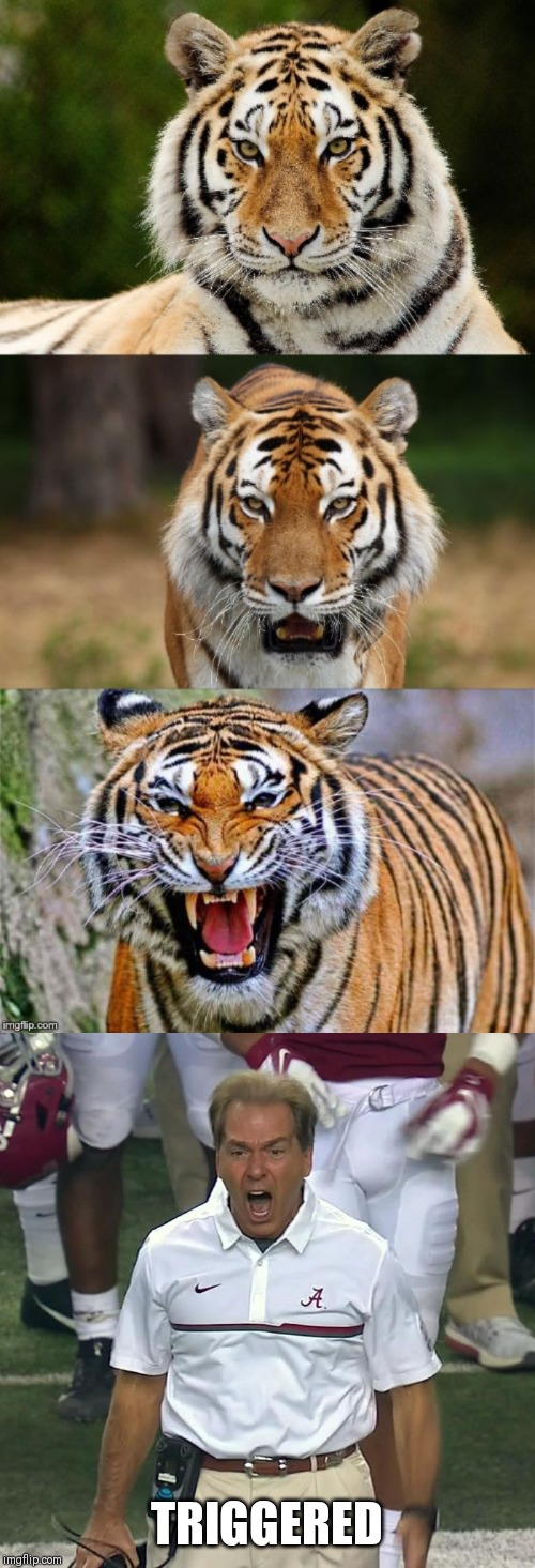 TRIGGERED | image tagged in tiger puns | made w/ Imgflip meme maker