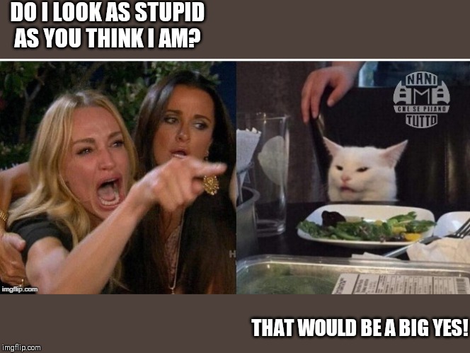 white cat table | DO I LOOK AS STUPID AS YOU THINK I AM? THAT WOULD BE A BIG YES! | image tagged in white cat table | made w/ Imgflip meme maker