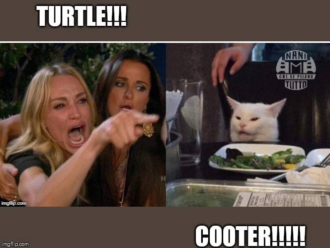 white cat table | TURTLE!!! COOTER!!!!! | image tagged in white cat table | made w/ Imgflip meme maker