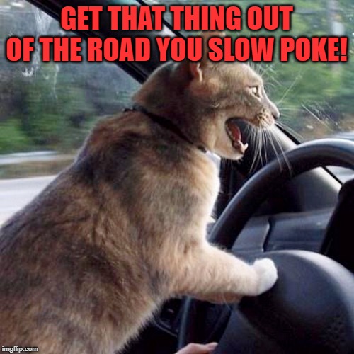 Road Rage Cat | GET THAT THING OUT OF THE ROAD YOU SLOW POKE! | image tagged in road rage cat | made w/ Imgflip meme maker