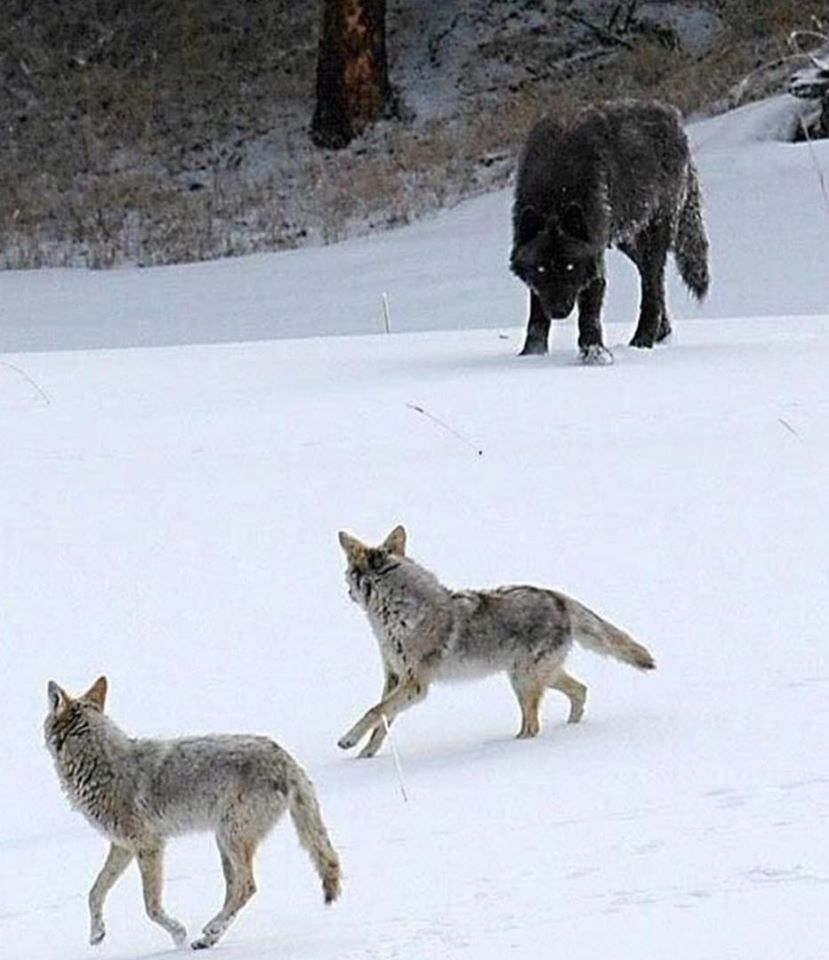 Wolf coyotes Blank Meme Template