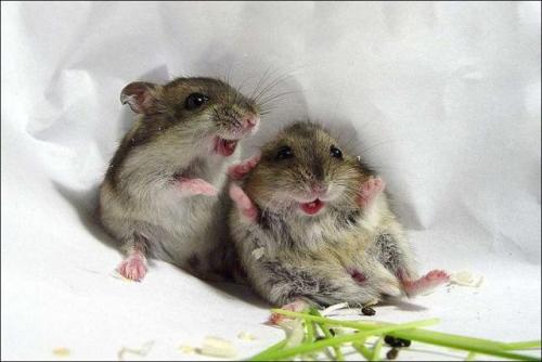 image tagged in animals