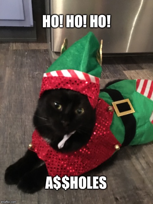 What cats really think | HO! HO! HO! A$$HOLES | image tagged in cats,christmas | made w/ Imgflip meme maker