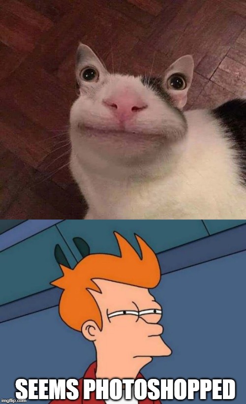 :O( | SEEMS PHOTOSHOPPED | image tagged in memes,futurama fry,cats,funny cats | made w/ Imgflip meme maker