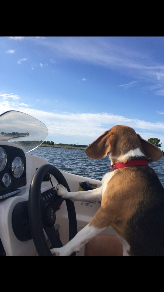 Boat Beagle Blank Meme Template
