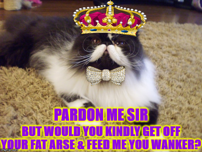 BRITISH CAT | PARDON ME SIR; BUT WOULD YOU KINDLY GET OFF YOUR FAT ARSE & FEED ME YOU WANKER? | image tagged in british cat | made w/ Imgflip meme maker