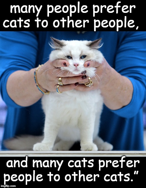 Prefer for cat | many people prefer cats to other people, and many cats prefer people to other cats.” | image tagged in cat | made w/ Imgflip meme maker