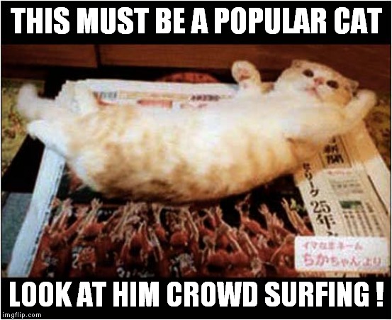 Crowd Surfing Cat | THIS MUST BE A POPULAR CAT; LOOK AT HIM CROWD SURFING ! | image tagged in cats | made w/ Imgflip meme maker