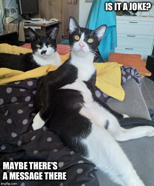 IS IT A JOKE? MAYBE THERE'S A MESSAGE THERE | image tagged in cats are awesome | made w/ Imgflip meme maker