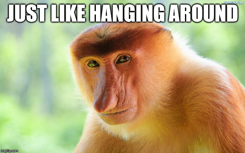 Janusz Monkey | JUST LIKE HANGING AROUND | image tagged in janusz monkey | made w/ Imgflip meme maker