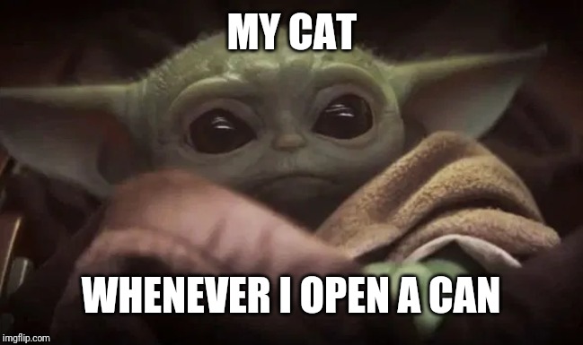 True Story | MY CAT; WHENEVER I OPEN A CAN | image tagged in baby yoda,cats,real life | made w/ Imgflip meme maker