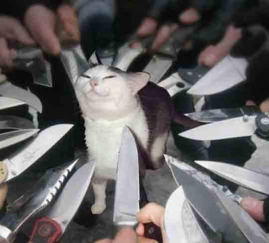 High Quality smug cat surrounded by knives Blank Meme Template