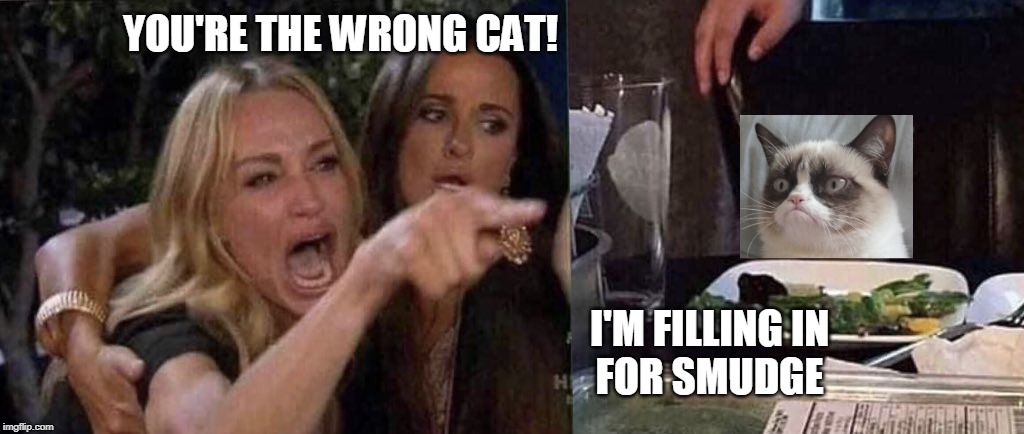 woman yelling at cat | YOU'RE THE WRONG CAT! I'M FILLING IN
FOR SMUDGE | image tagged in woman yelling at cat | made w/ Imgflip meme maker