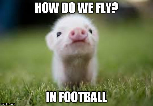 Cute Pigy Oink | HOW DO WE FLY? IN FOOTBALL | image tagged in cute pigy oink | made w/ Imgflip meme maker