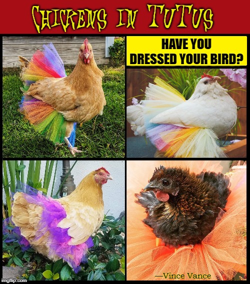 It's the Latest Thing~! | Chickens in TuTus; HAVE YOU DRESSED YOUR BIRD? —Vince Vance | image tagged in vince vance,chickens,tutus,funny chicken,chicken jokes,chicken memes | made w/ Imgflip meme maker