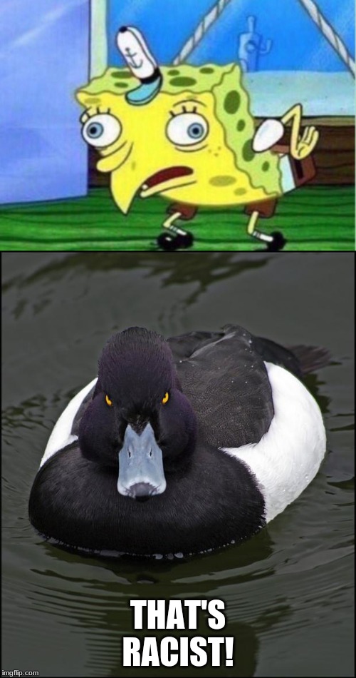 THAT'S RACIST! | image tagged in angry duck,memes,mocking spongebob | made w/ Imgflip meme maker