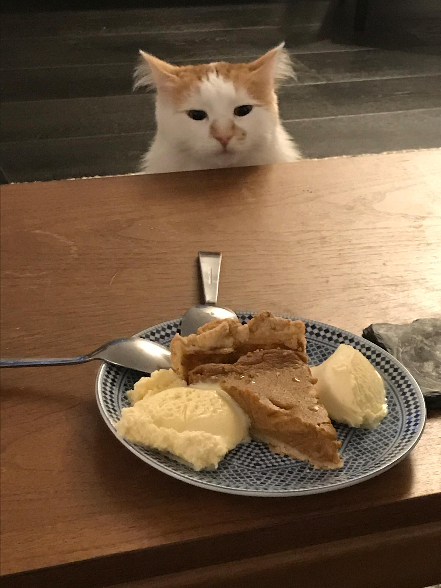 Pie cat Blank Meme Template