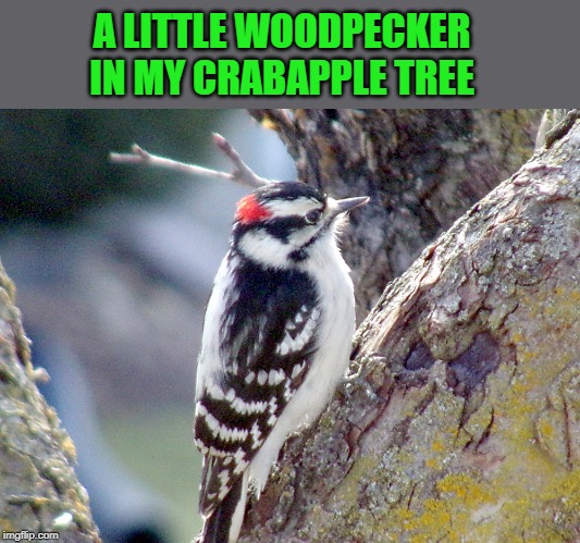 A LITTLE WOODPECKER IN MY CRABAPPLE TREE | made w/ Imgflip meme maker