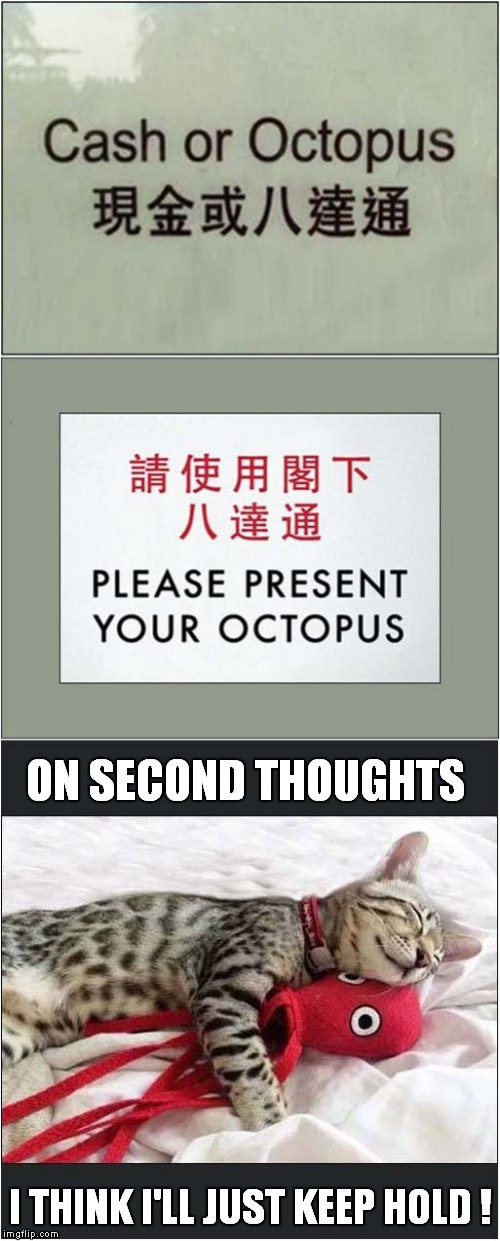 Chinese Octopus Desire | ON SECOND THOUGHTS; I THINK I'LL JUST KEEP HOLD ! | image tagged in fun,funny signs,cats,octopus,chinglish | made w/ Imgflip meme maker