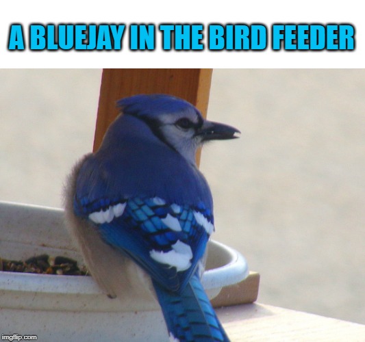 A BLUEJAY IN THE BIRD FEEDER | made w/ Imgflip meme maker