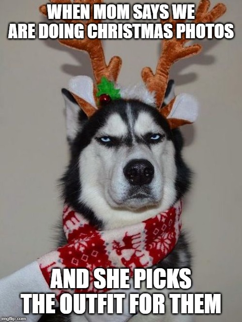 Husky Happy Holidays | WHEN MOM SAYS WE ARE DOING CHRISTMAS PHOTOS; AND SHE PICKS THE OUTFIT FOR THEM | image tagged in husky happy holidays | made w/ Imgflip meme maker