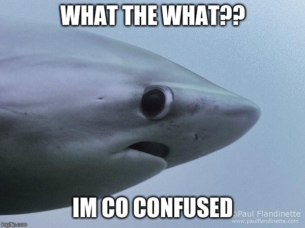 Awkward Shark | WHAT THE WHAT?? IM CO CONFUSED | image tagged in awkward shark | made w/ Imgflip meme maker