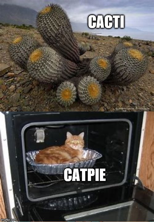 CACTI | CACTI CATPIE | image tagged in cats,cactus | made w/ Imgflip meme maker