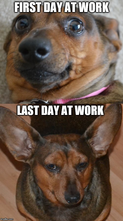 FIRST DAY AT WORK; LAST DAY AT WORK | image tagged in work,dachshund | made w/ Imgflip meme maker