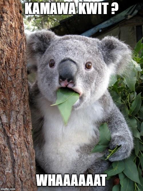 Surprised Koala Meme | KAMAWA KWIT ? WHAAAAAAT | image tagged in memes,surprised koala | made w/ Imgflip meme maker
